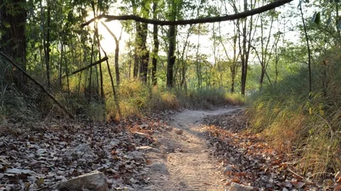 POV Forest Walking Trail Recreation Nature Path Video stock 335333038