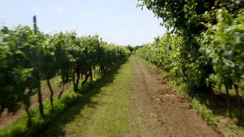 POV forward dolly shot of vineyard Video stock 233667488