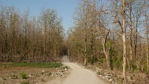 POV Front Driving Through Dry Forest Road In Jim Corbett 4K Vídeos de archivo 346369450