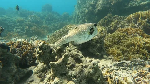 POV, globe fish in the coral of bora bora, ploynesia 스톡 동영상 257545680