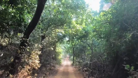 POV going on the road surrounded on both sides by the green jungles of Ranthambo Stock Footage 257310886