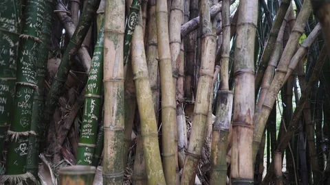 POV of going through masses of old bamboo, hawaii Stock Footage 135295155