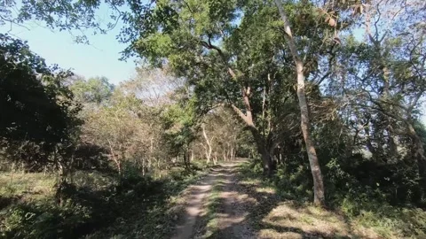 POV going through a natural canopy in Kaziranga national park Stock Footage 265241892