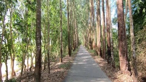 POV going through a tiny straight road among tall trees by bike on a sunny day Stock Footage 234128339
