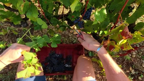 POV Grape Harvesting with Pruning Shears, Cornas and Hermitage Vineyard, Manual Stock Footage 331075161