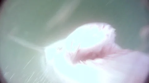 POV of Great white shark attacking Cape fur seal decoy Stock Footage 246506728
