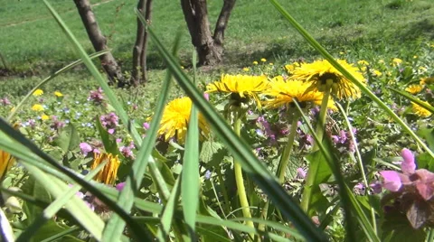 POV Green Grass Springtime Background Flowers Glade  Holiday Trip Relaxing Walk Stock Footage 49574359
