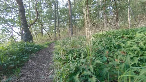 POV Green Nature Forest Path Gimbal Hyperlapse Trees Lush Outdoors Forest Stock Footage 121069087