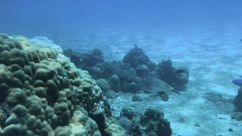 POV Green turtle and stream of blue fish revealed in great barrier reef 動画素材 104581125