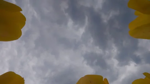 POV, Ground View of Vibrant Yellow Tulips Under Dramatic Stormy Overcast Grey Stock Footage 333399700