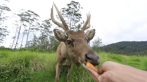 POV hand feeding deer Stockbeeldmateriaal 309980696