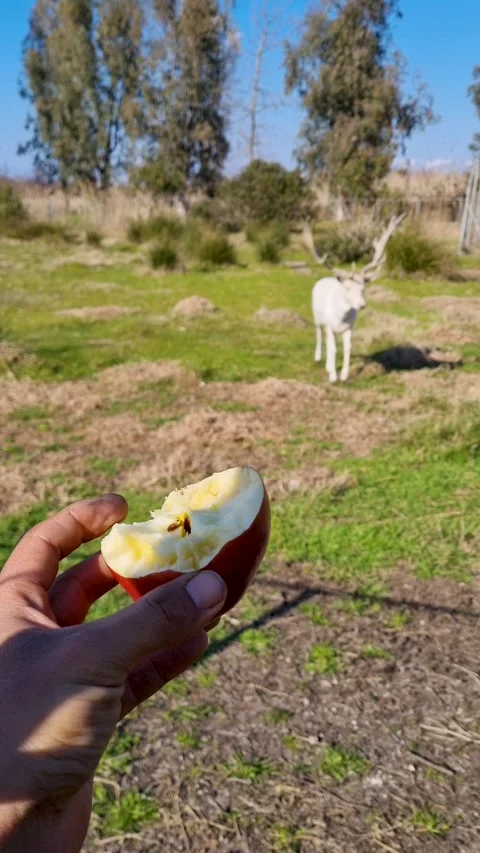 POV Hand Feeding Red Apple to Rare White Fallow Deer Buck with Antlers in Nature Stock Footage 327396456