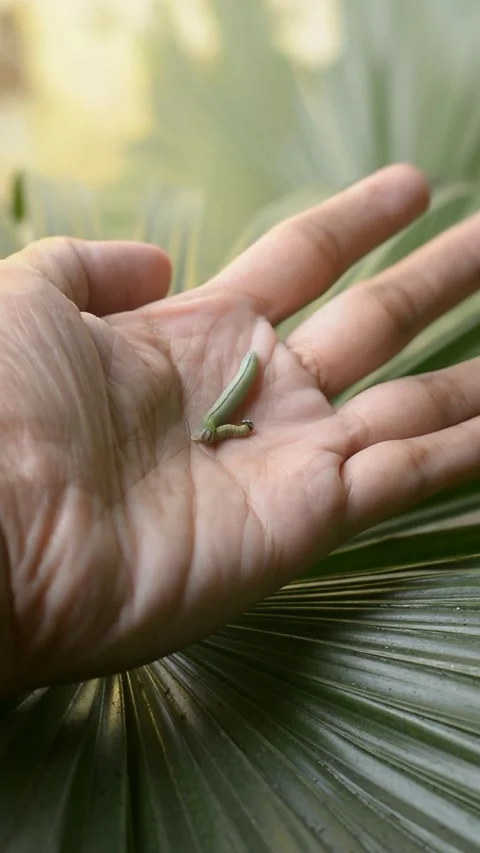 POV Hand Holding a Tiny Green Caterpillar on Palm Leaf Stock Footage 345944700