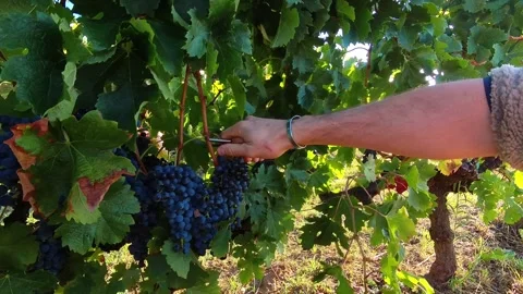 POV Hand Picking Red Grapes During Vineyard Harvest, Rhône Valley Wine Vídeo Stock 331075112