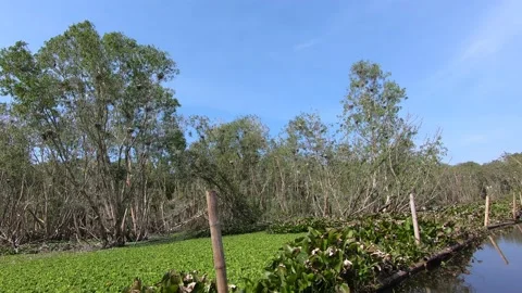 POV Hand pointing to trees and birds from a boat in Tra Su mangrove forest Stock-Footage 234313719