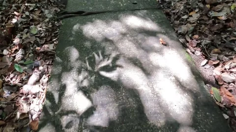 POV Handheld Shot of Cement Pathway in Forest Afternoon Stock Footage 313826026