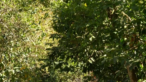 POV Handheld-Walking through coffee plantation Stock-Footage 106939554