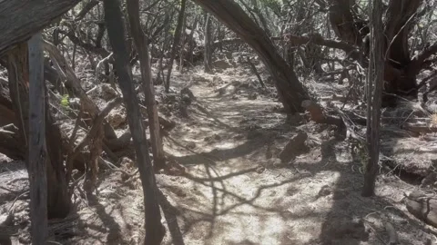POV-Handheld, Walking Through Eerie Woods Видео 196942712