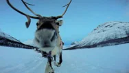 Pov Handler Sunset Norwegian Reindeer Pulling Sledge Snow Covered Landscape Stock Footage
