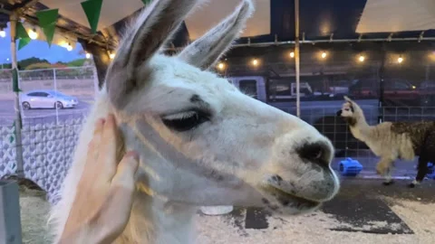 POV Hands Petting Touch Llama Face At Petting Zoo Farm Fair Carnival Event Show Stock Footage 237674994