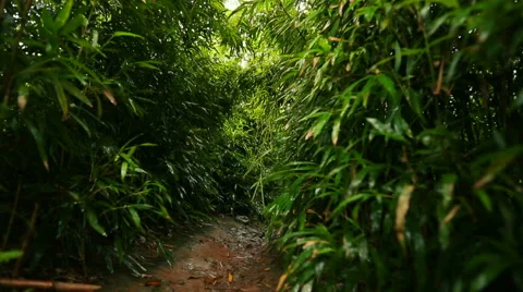 POV Hiking in Bamboo Forest Smooth Steadicam Shot. Видео 55664053