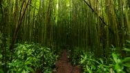 Pov Hiking In Bamboo Forest Smooth Steadicam Shot. Stock Footage