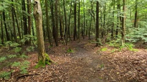 Pov hiking through a muddy trail in the forest late summer Stock Footage 212948228