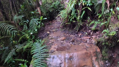 POV hiking through rocky path in rainforest to Mount Roraima top, Venezuela Video stock 244859876