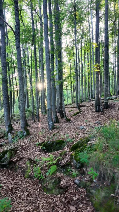 POV hiking through a sunlit forest trail Stock Footage 340515059
