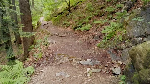 POV hiking on trail path through green forest. Point of view Walking in the Stock-Footage 126220017