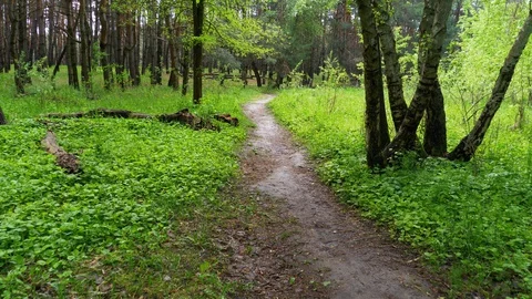 POV Hiking on Trail Path through Green Forest. Walking on a path in the woods Video stock 129982468