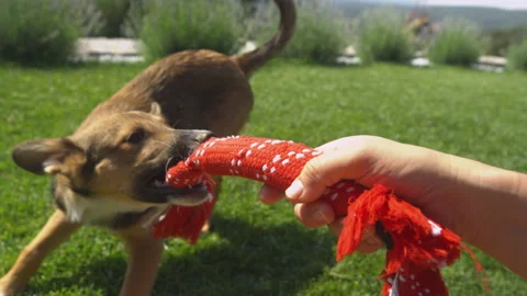 POV: Human hand holding a pull toy and playing with a cute brown puppy in garden Stock Footage 244272085