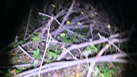 POV. Human is searching for something in night woods, Stock Footage 220618360