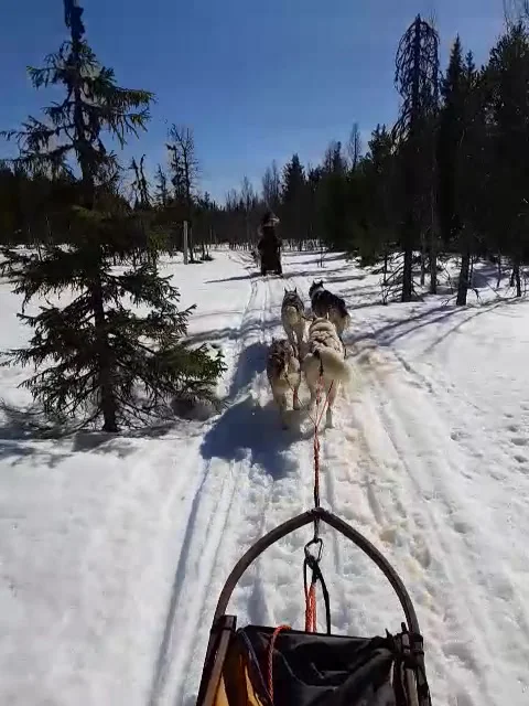 Pov husky dogs pulling the sled Stock Footage 237761552