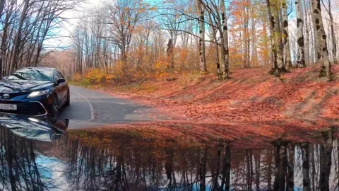 POV hyperlapse drive through colorful Sabaduri Forest near Tbilisi, Georgia.. Stockbeeldmateriaal 341413949