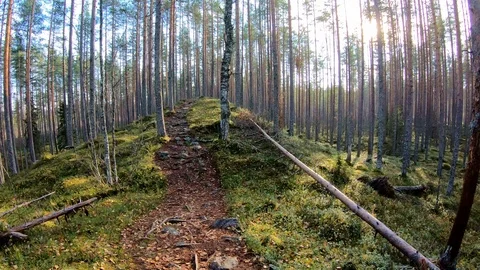 POV hyperlapse of walking over ridge in forest Video stock 96628405