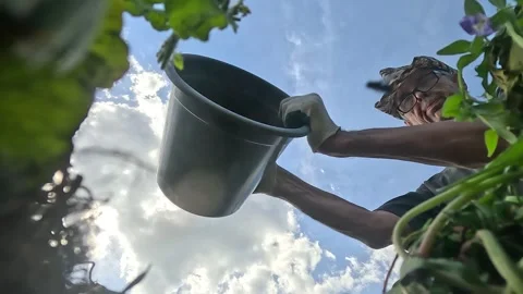 POV From Inside a Compost Bin Man Dumping Weeds into Compost Action Cam View Stock Footage 336228445