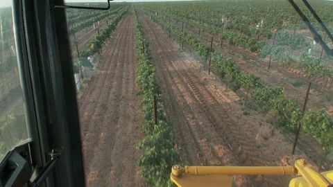 POV from inside harvester cab of rows of grapes vines moving past, 4K. Stock Footage 79831881