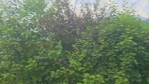 POV from inside a moving train looking out at dense summer foliage, with Stock Footage 336384841