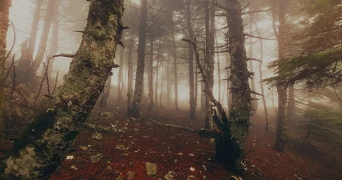 POV inside mystical forest mountain in mist and fog Stock Footage 96728461