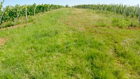 POV jogging or running through nature in Germany with GoPro Bodycam Stock-Footage 158353561