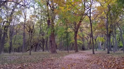 POV Jogging over a leaf-covered trail surrounded by spectacular autum beauty Vídeos de archivo 166129962