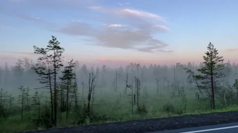 POV left side from car driving on motorway along swampy forest in foggy morning 스톡 동영상 219398971