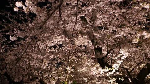 Pov look up to cherry blossoms trees in full bloom with light up on the tre.. 스톡 동영상 317222279