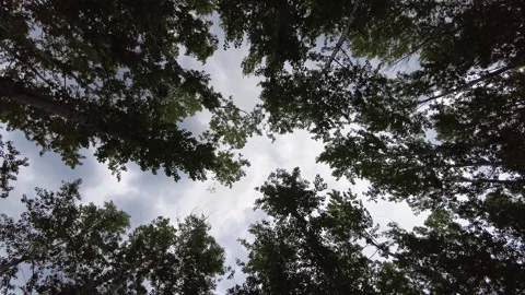 POV Look up to the forest Stock Footage 154580232