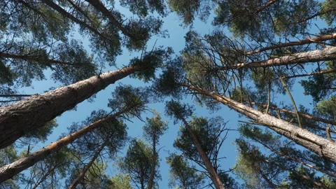 POV Look up at High Tree Tops Against Blue Sky. Walk in Forest among Pine Trees. Vídeos de archivo 148477248