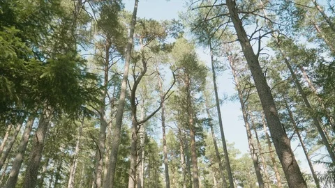 POV Looking Up and Start Running Through the Forest Stock Footage 95729572