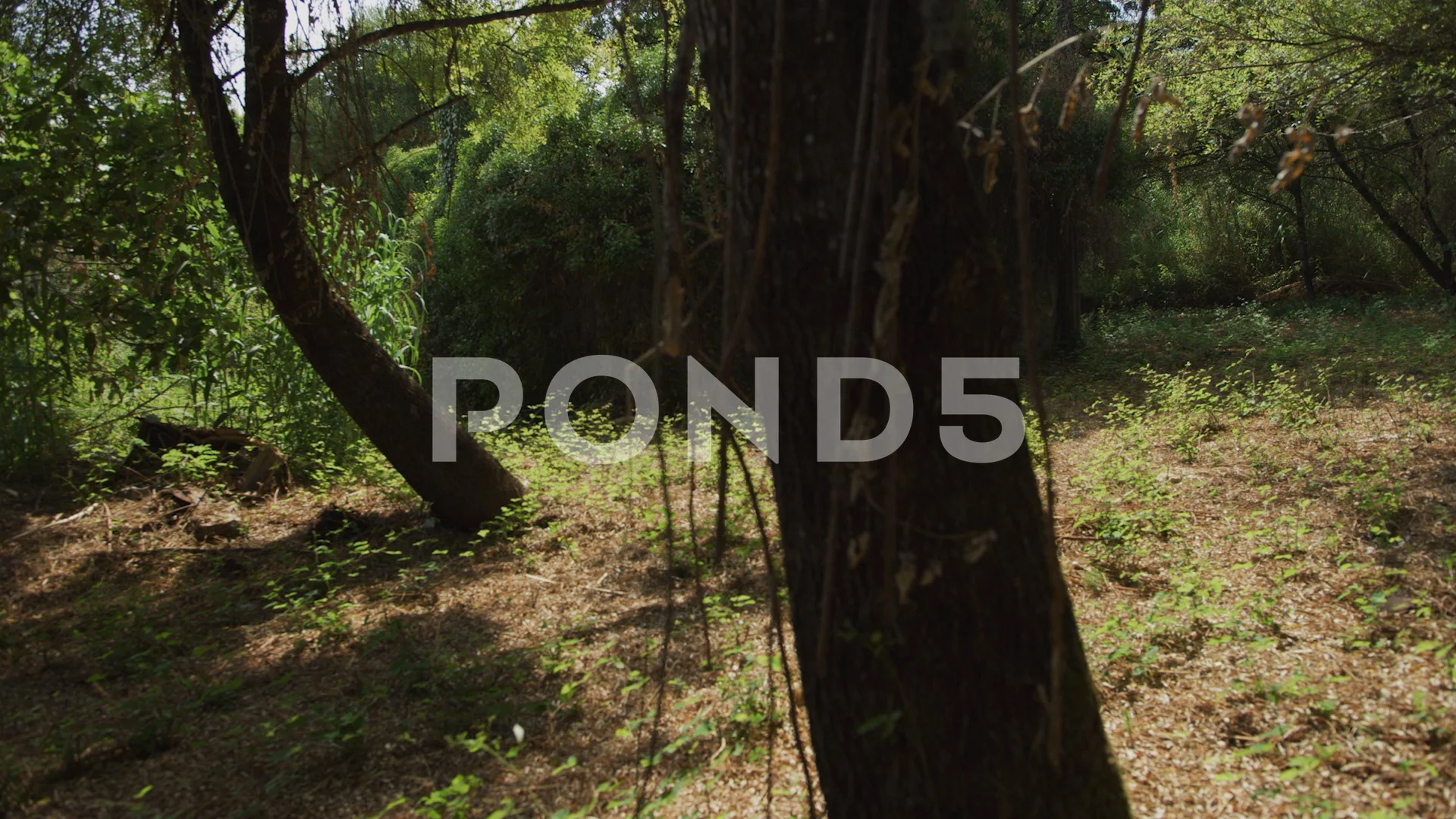 PoV looking behind trees into the bushes | Stock Video | Pond5