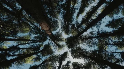 POV looking up at pine trees. Camera spins a fast 360 degress. Stock Footage 142302659