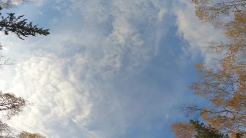 POV looking up at pretty clouds in a blue sky while driving between autumn trees Stock Footage 290806703